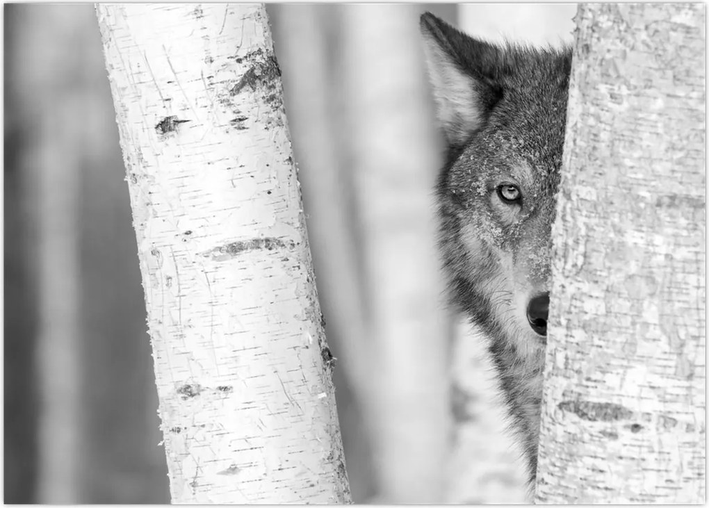 Kép - Farkas az erdőben (70x50 cm)