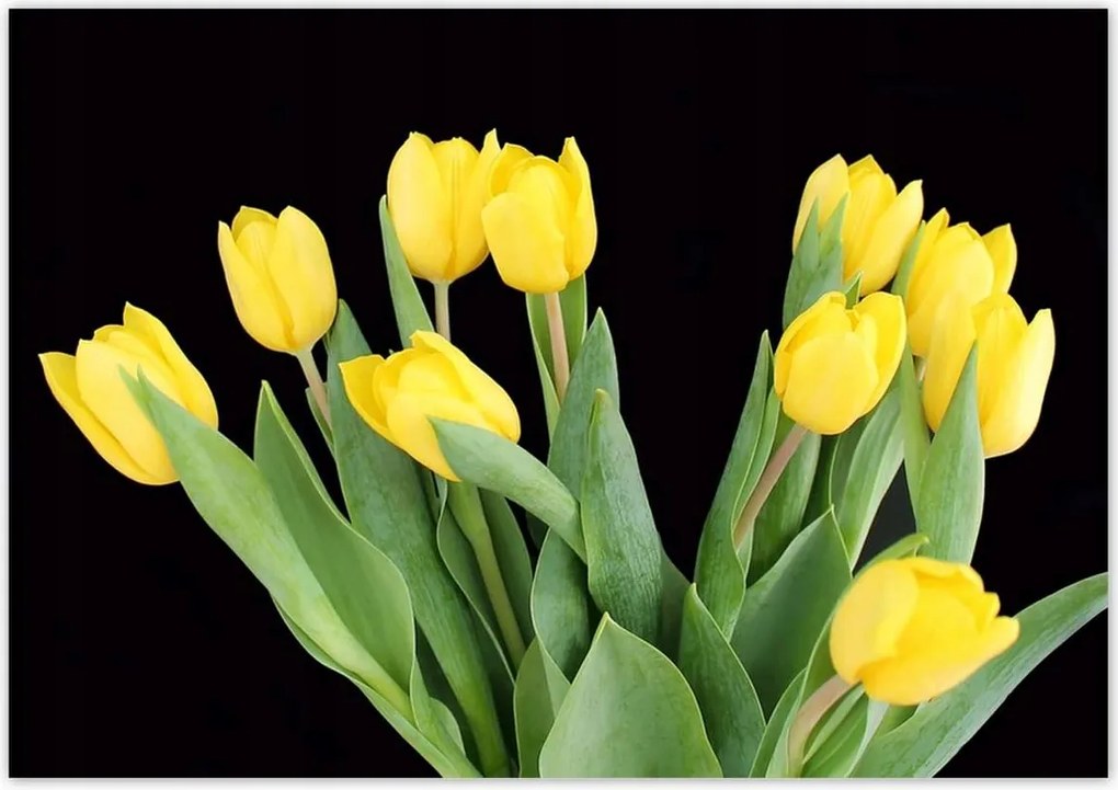 Poszterek 100x70 Sárga tulipánok
