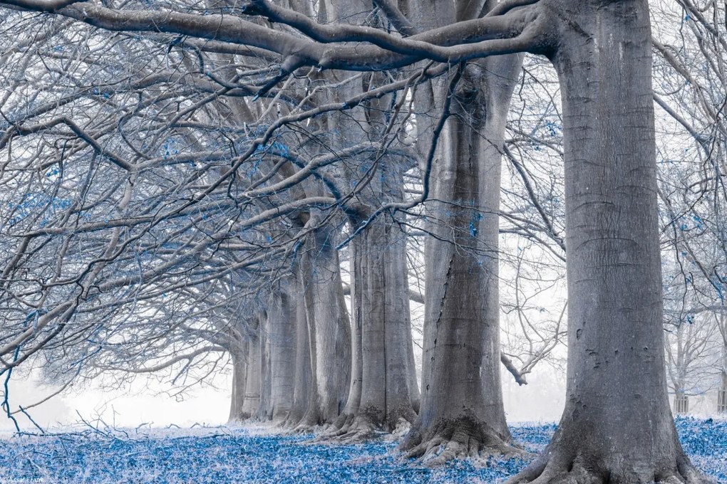 Poszter 30x20cm Fák egy sorban Kék levelek, Assaf Frank