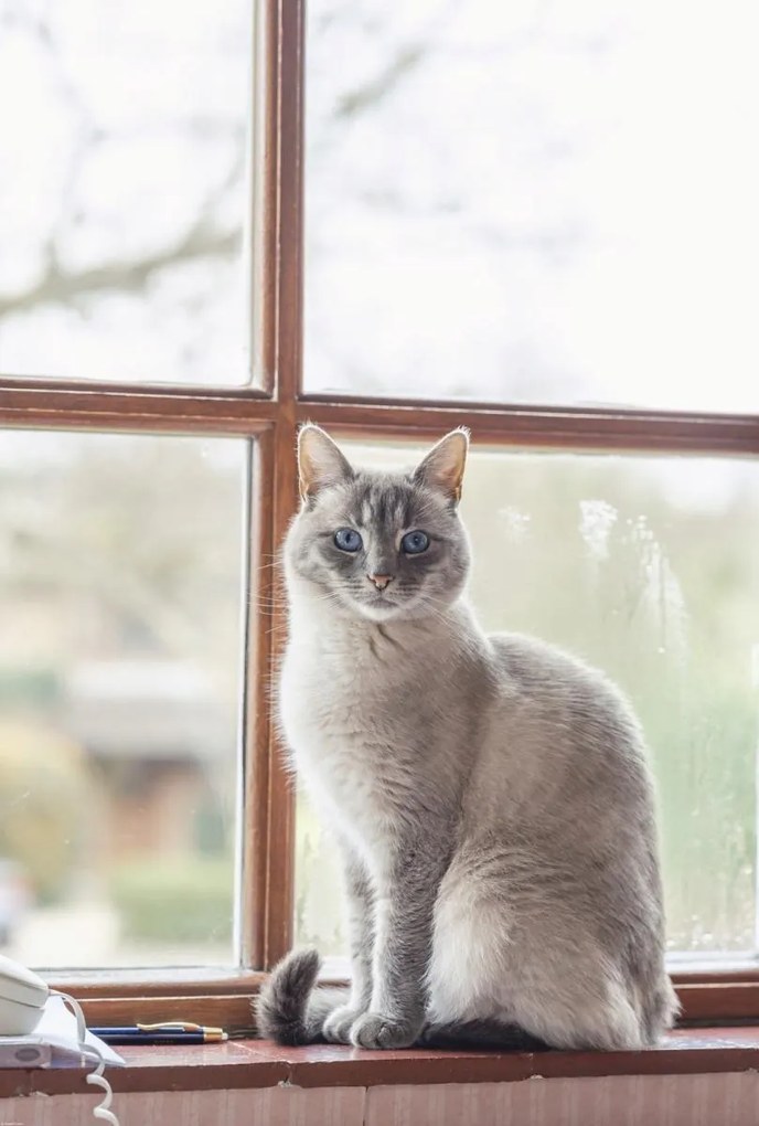 Poszter 61x90,5cm Macska az ablakpárkányon, Assaf Frank