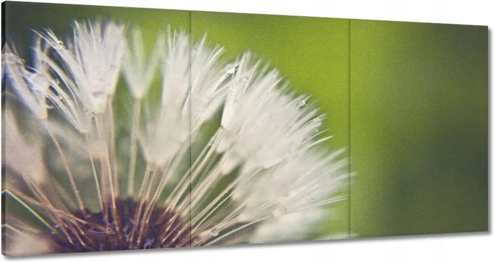 Vászonkép 120x60 Pitypang Virág Virágok