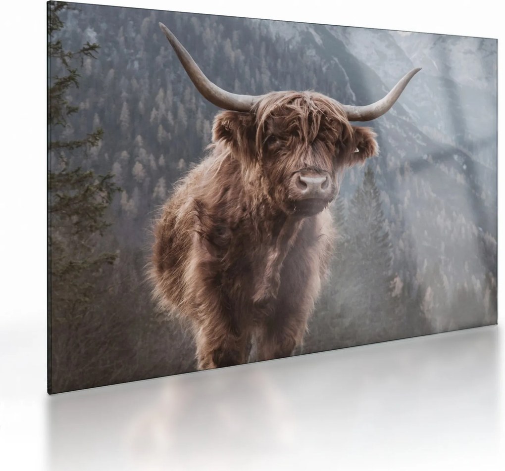 Üveg kép - Highlander tehén (70x50 cm)