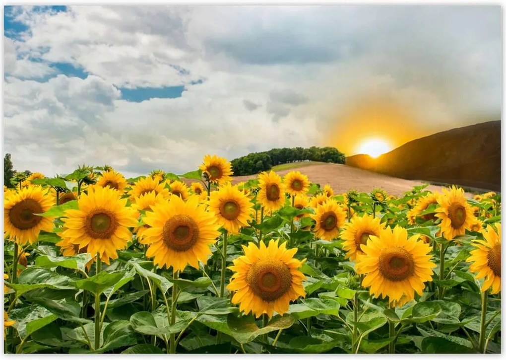 Poszterek 100x70 Tájkép Napraforgók