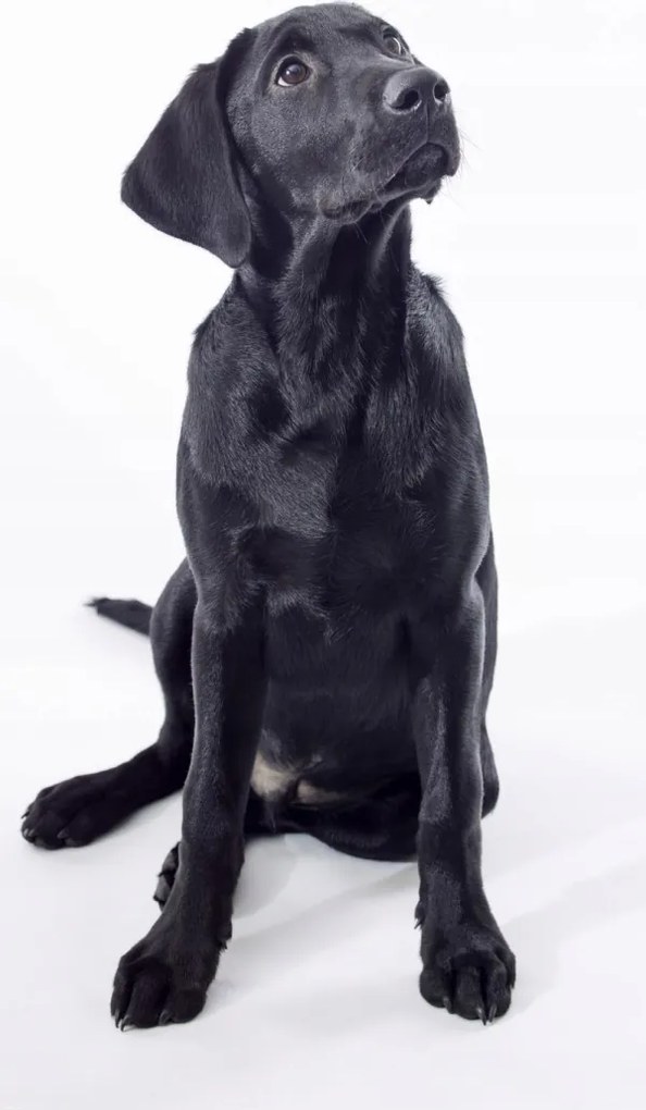 Poszter 50x100cm Fekete labrador, fehér alapon, Assaf Frank