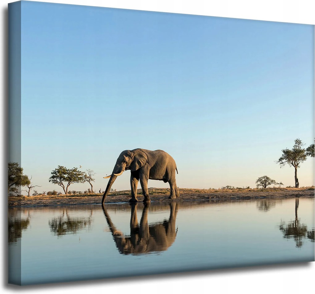 Vászonkép Elefánt iszik vizet természetes környezetben 50x40 cm