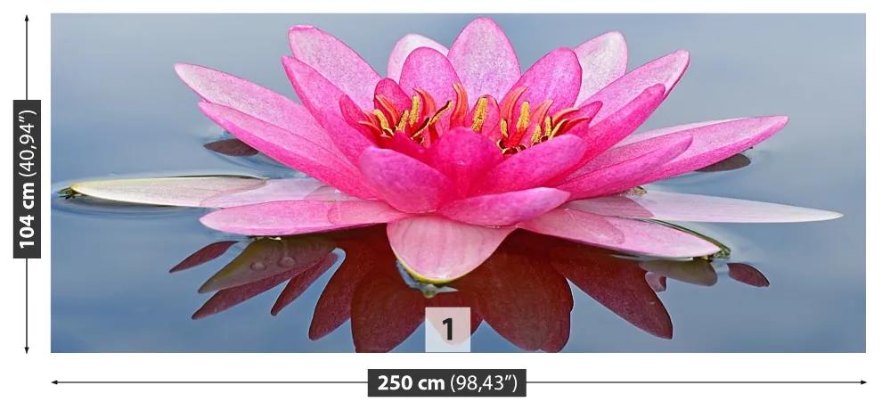 Fotótapéta Rózsaszín tavirózsa 104x70 cm