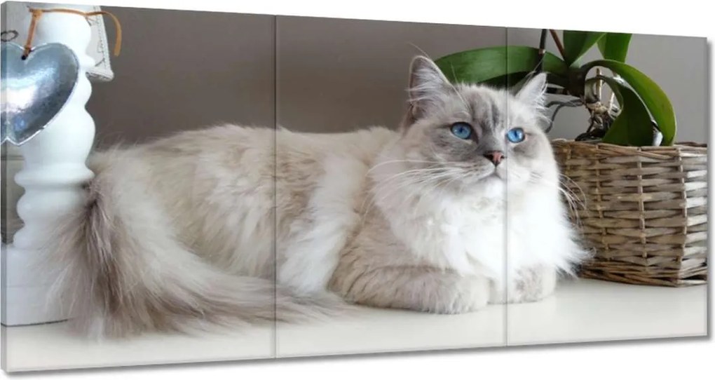 Képek 120x60 Ragdoll fajta macska