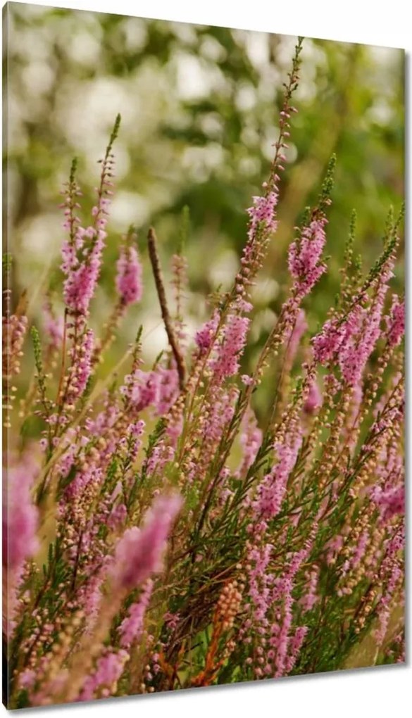 Vászonkép 80x120 Hanga Virágok lila