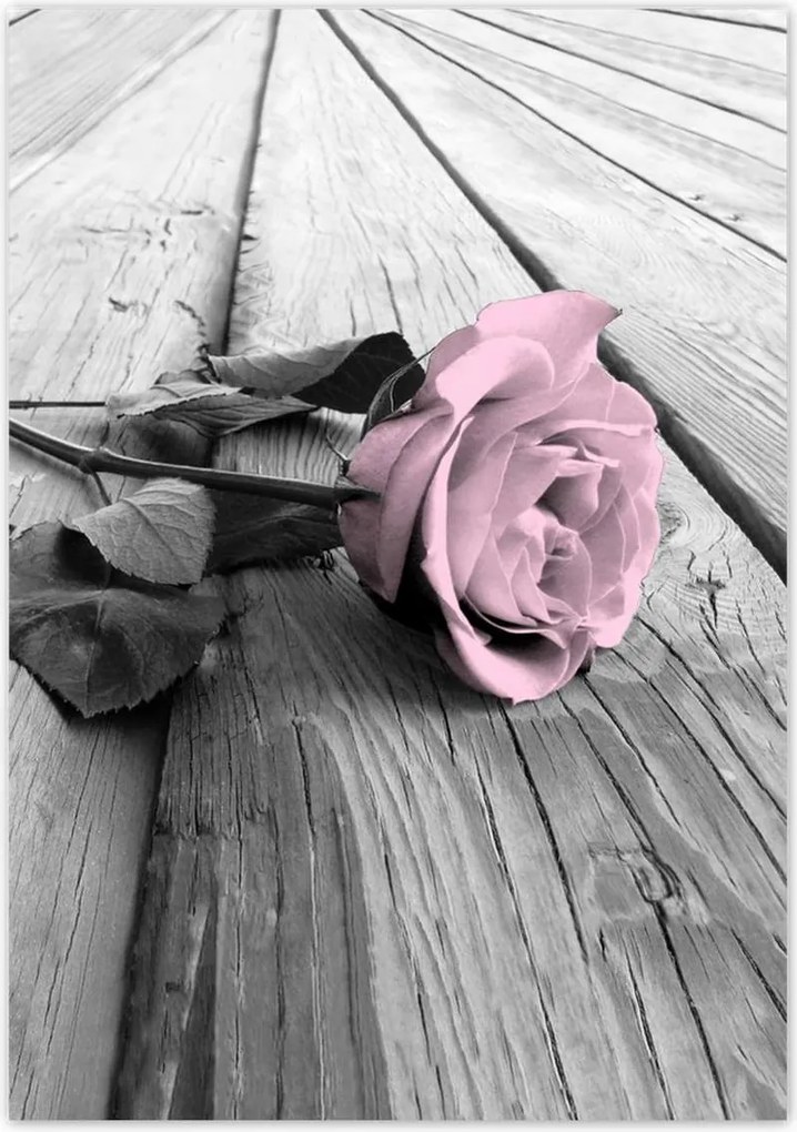 Poszterek 70x100 Púderrózsaszín Old pink Rose