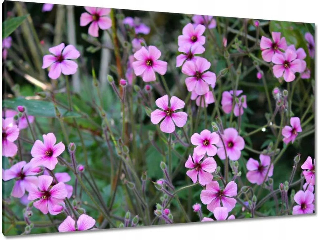 Vászonkép 120x80 Lila virágok