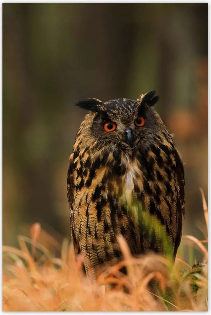 Poszterek 80x120 Madarak