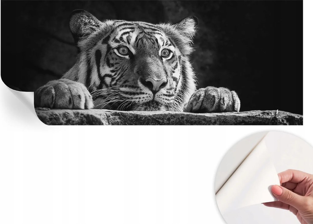 Öntapadós Mosható Fali Fotótapéta Ragadozó tekintet 250x104 cm