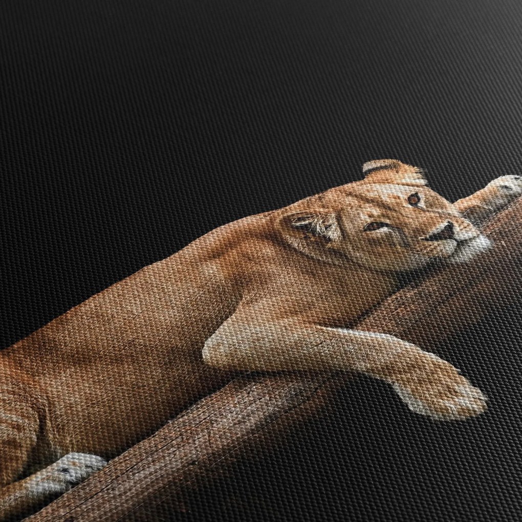 Kép - Lioness (70x50 cm)