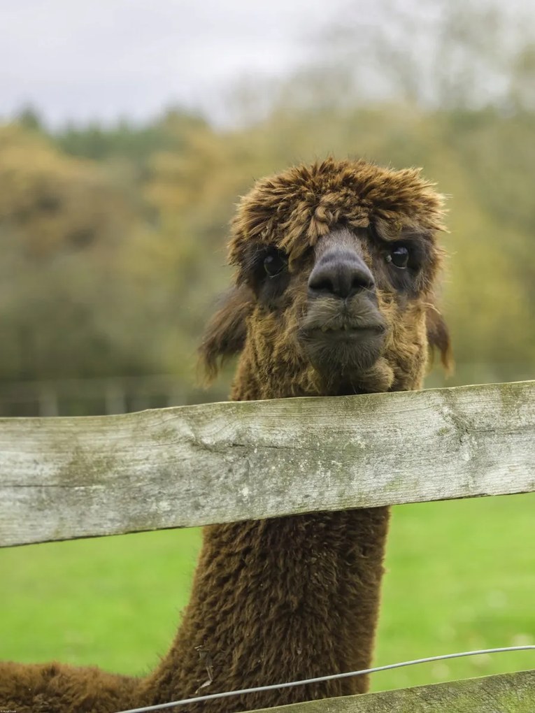 Poszter 60x80cm Közelkép az Alpokról, Assaf Frank