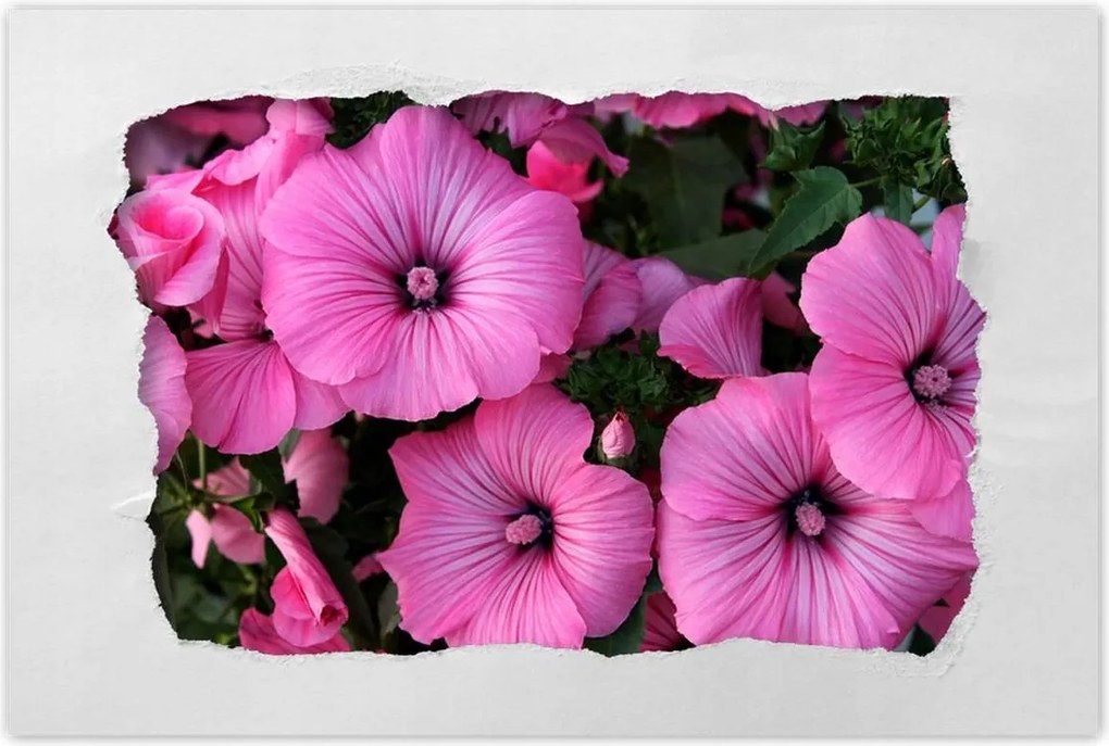 Poszterek 120x80 Lila virágok