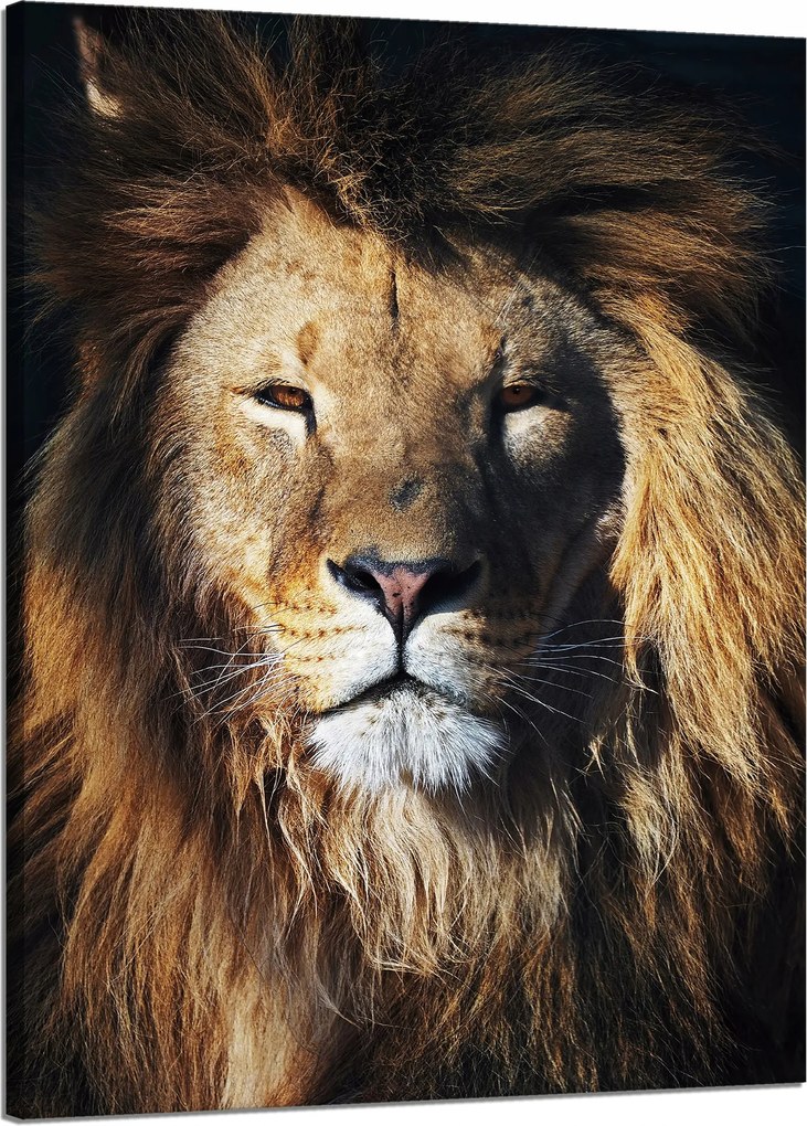 Vászonkép Oroszlán Sörény Arc Vaddisznó 50x70 cm Ideális ajándék