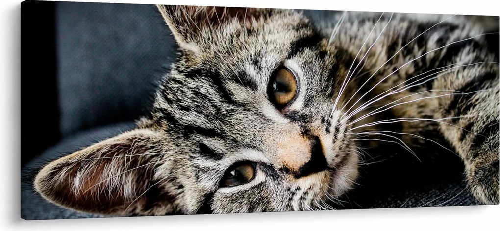 Kép - Cica (120x50 cm)