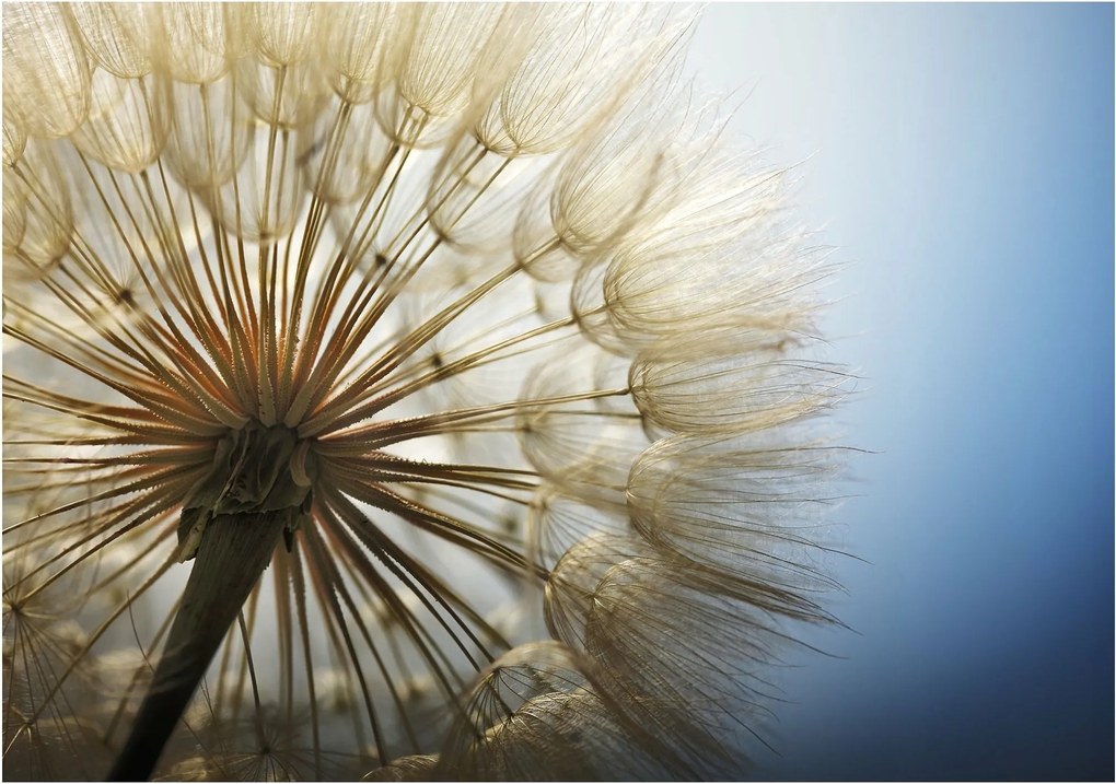 Fotótapéta pitypang virágok 152,5 x 104