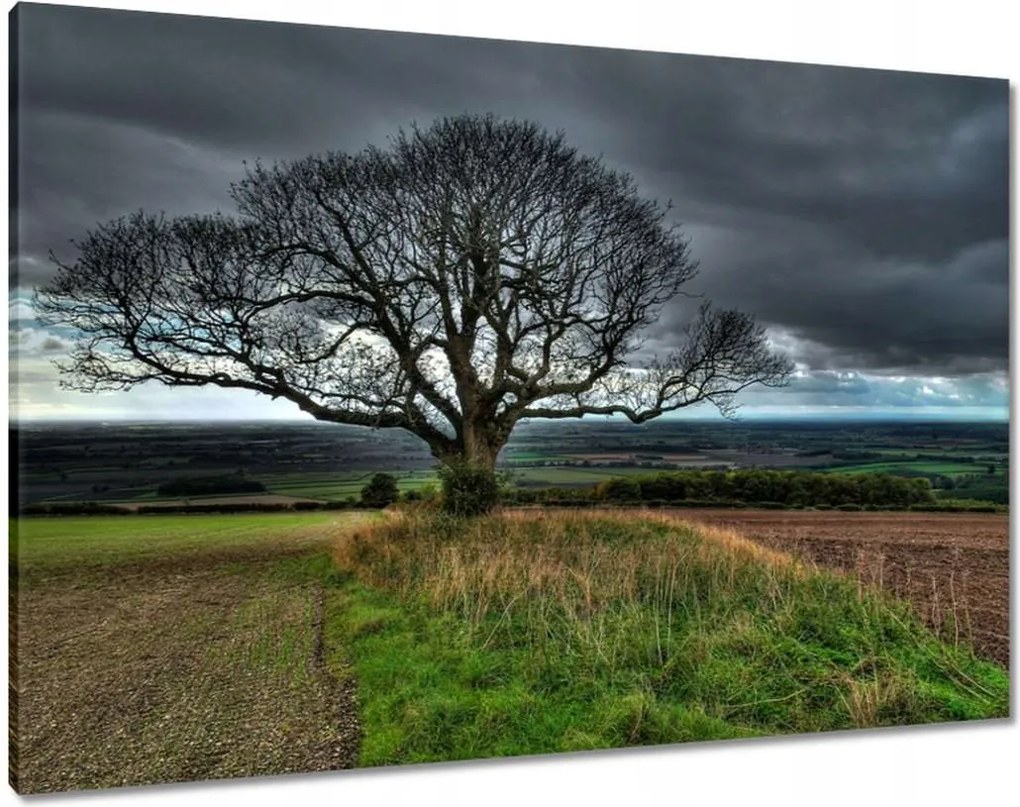 Vászonkép 100x70 Fa tájkép