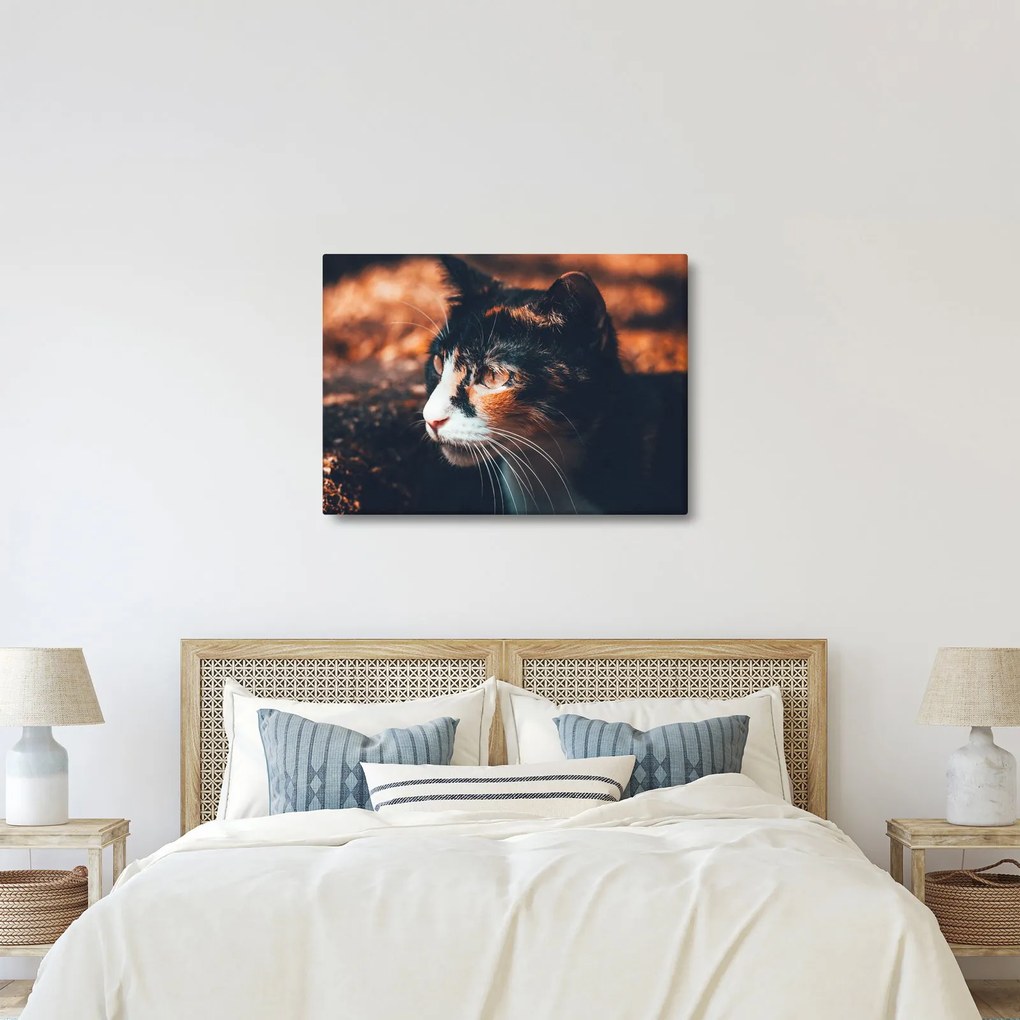 Kép - A macska látképe (70x50 cm)