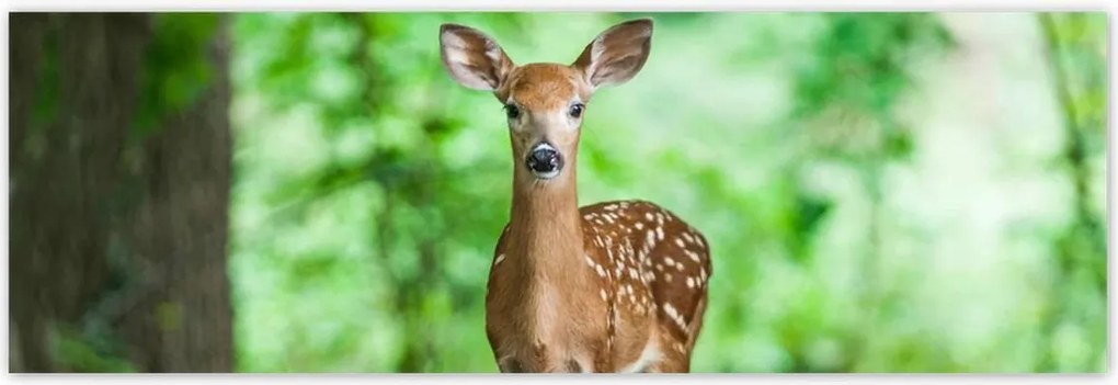 Poszterek 200x66 Szarenka az erdőben Erdő