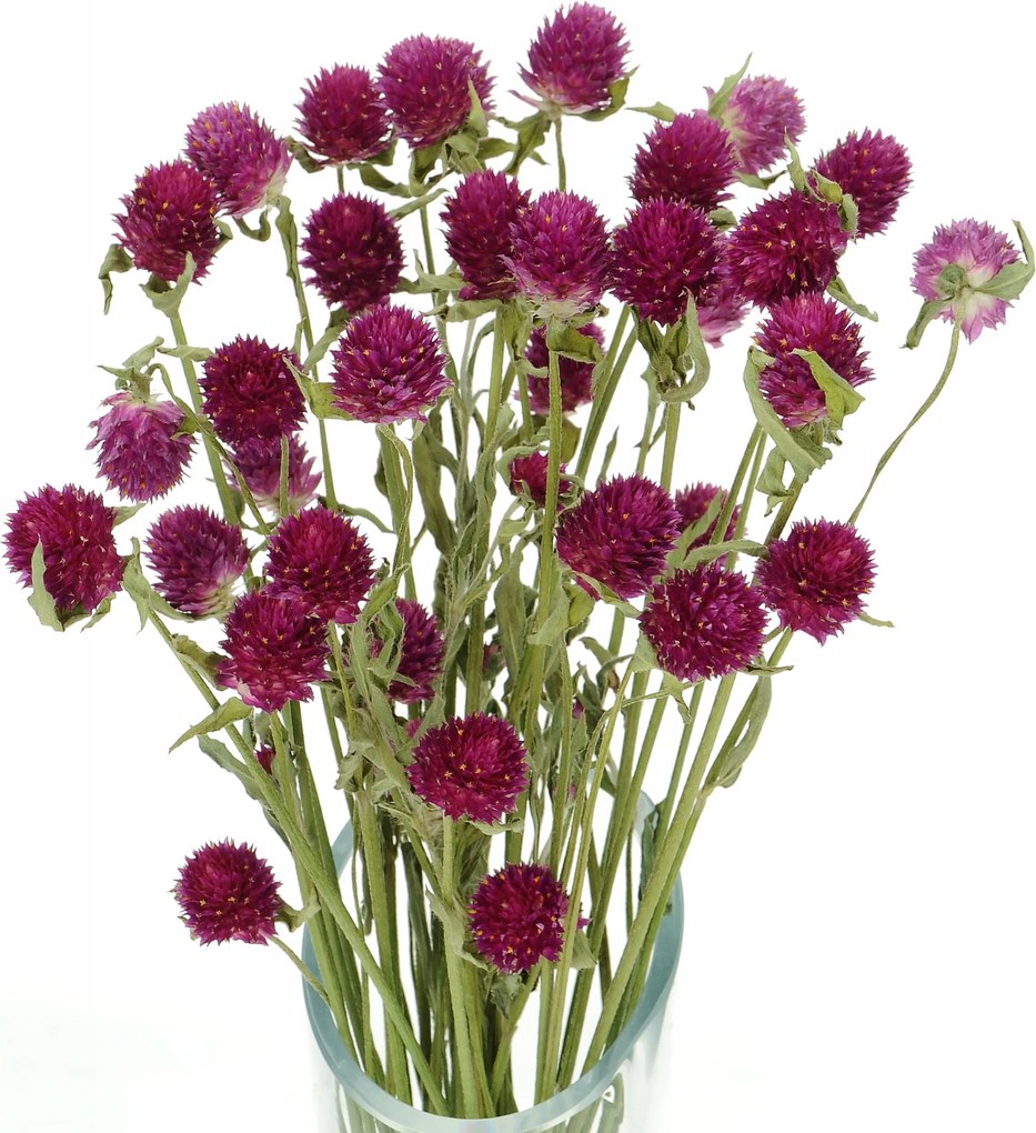 Szárított Gomfrena Gömb alakú fukszia csokor szárított virágok váza dekoráció