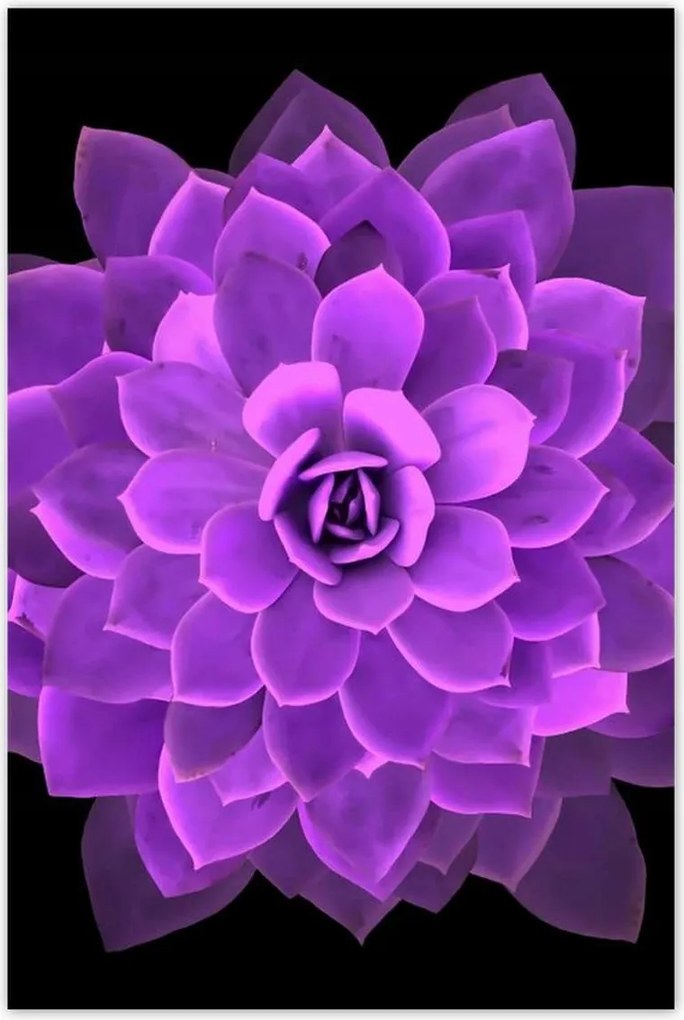 Poszterek 60x90 Találkozás a virággal