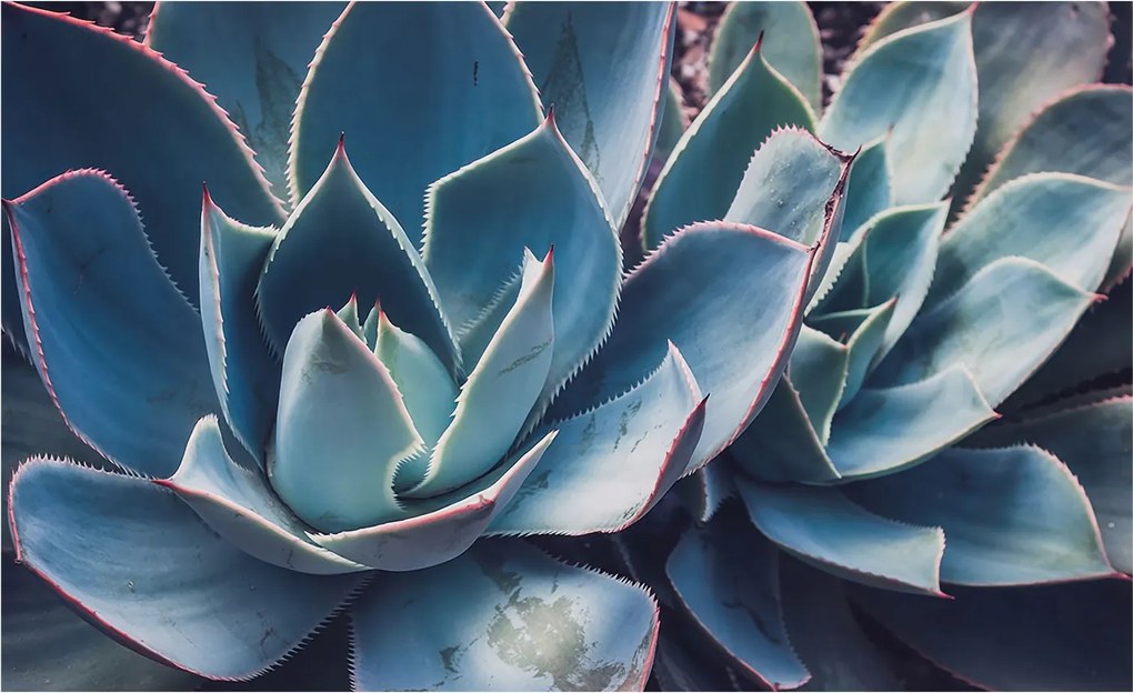 Fotótapéta Flizelin Dekoratív Hálószoba Zöld aloe vera 416x254 Ragasztó