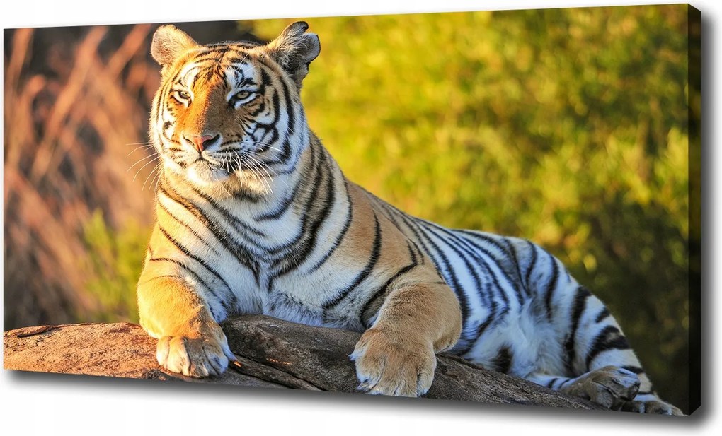 Vászonkép Tigris portré 100x70 cm