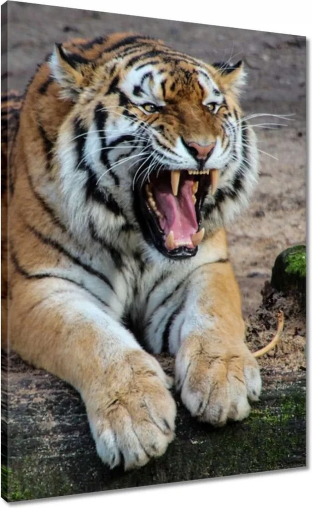 Vászonkép 50x70 Tigris