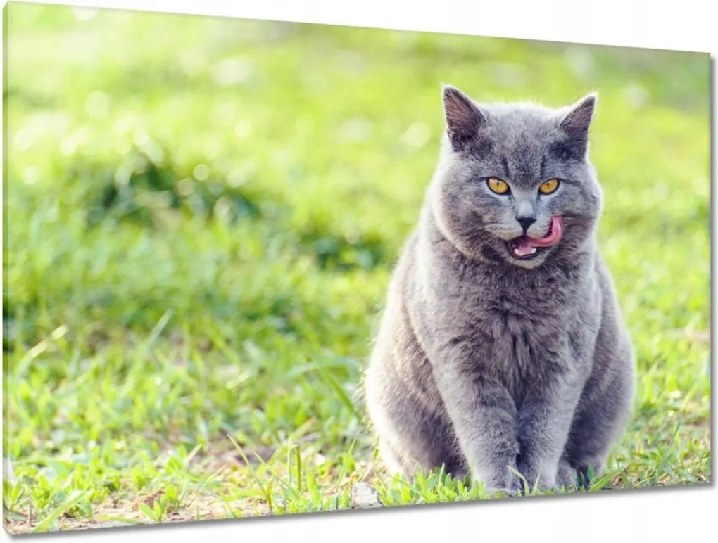 Képek 120x80 Cica Cicák