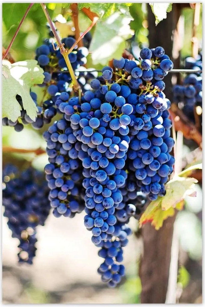 Poszterek 60x90 Bor Szőlő Pincészet