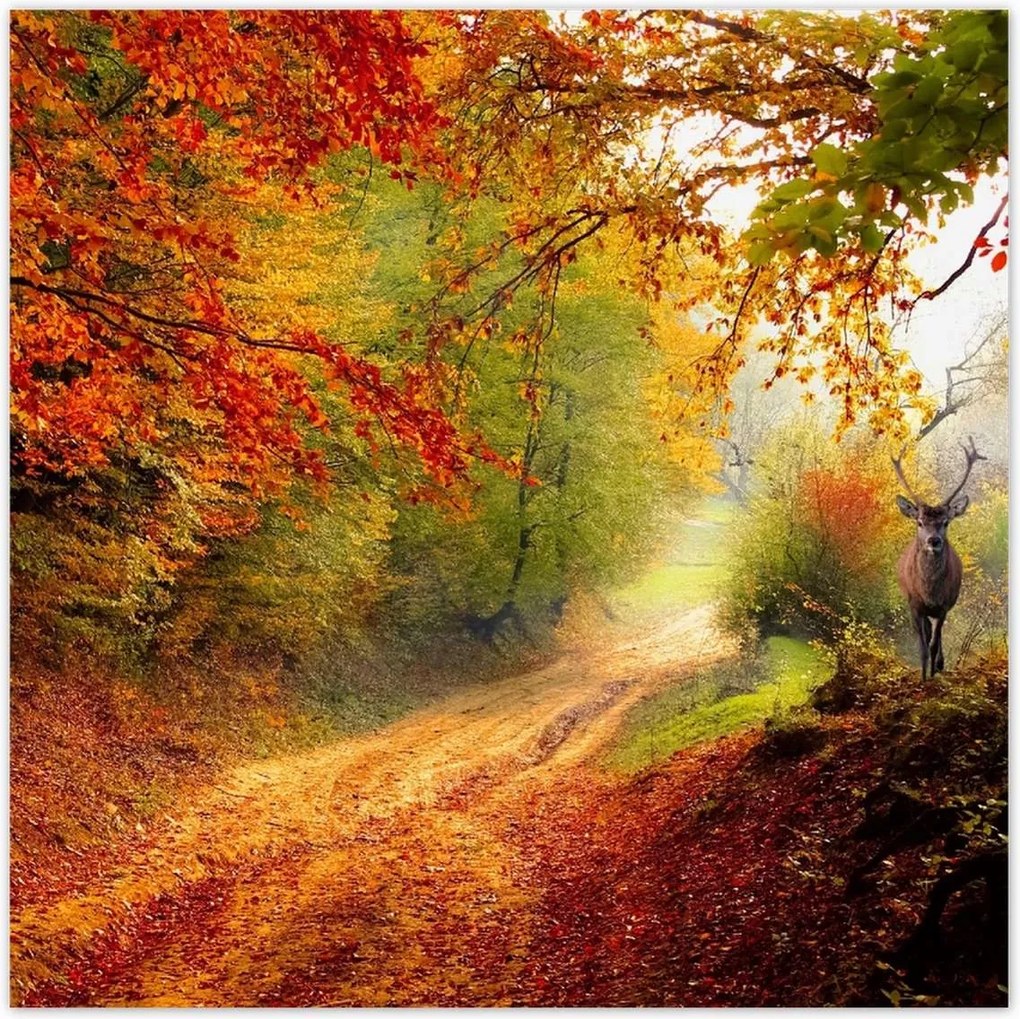 Poszterek 140x140 Szarvas az erdőben