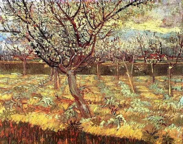 Van Gogh-Apricot Trees in Blossom üvegkép, falikép