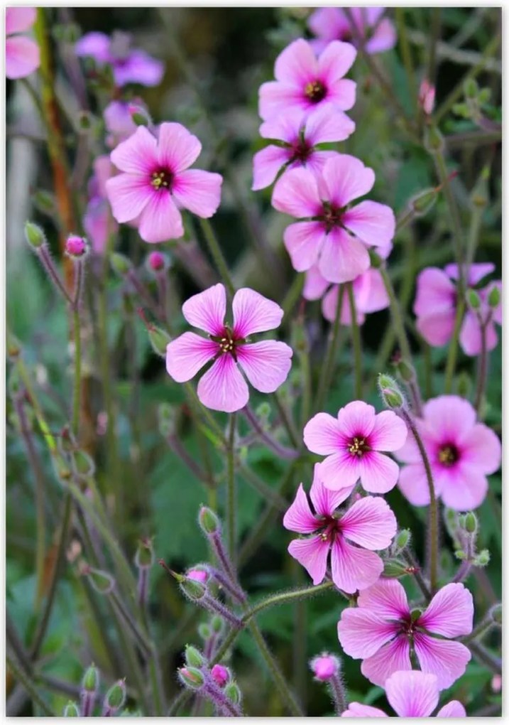 Poszterek 70x100 Lila virágok