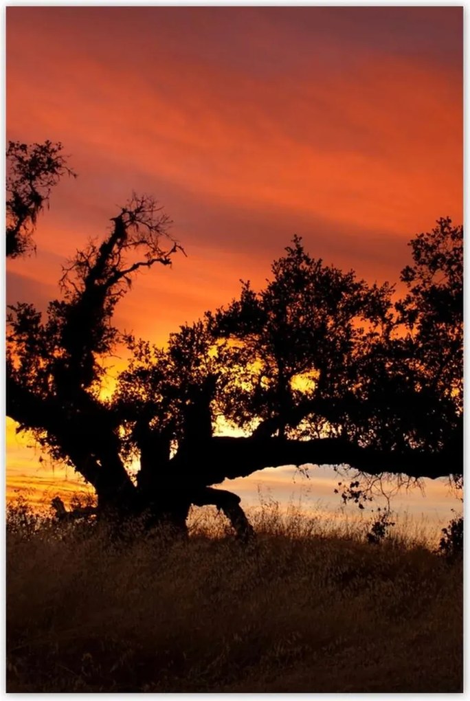 Poszterek 60x90 Akác Afrikában