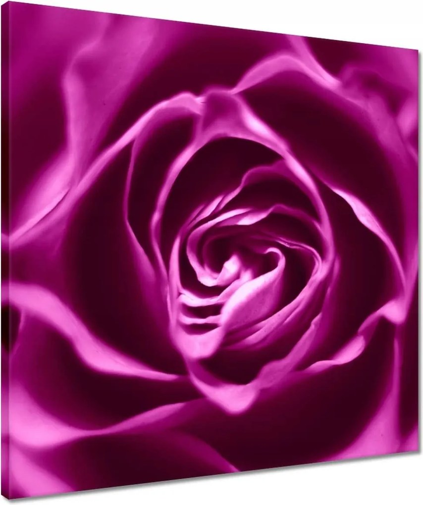 Vászonkép 50x50 Lila rózsa Makrofotó