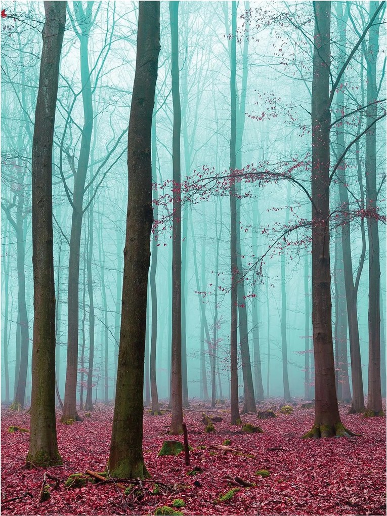 Fotótapéta erdő fák levelek fotótapéta 184 x 254