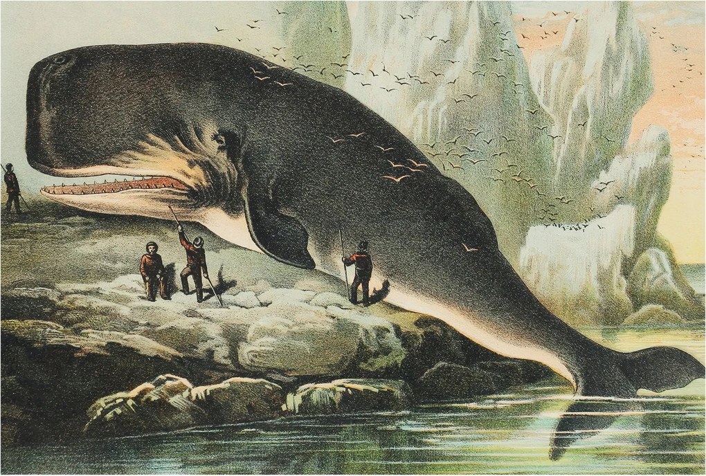 Tapéta Flizelin Falfestmény Prémium Tengeri óriás 104x70 Ragasztó