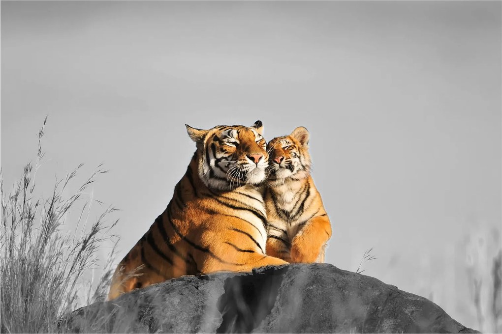Kép - Tigris és a kölyke, fekete-fehér változat (90x60 cm)