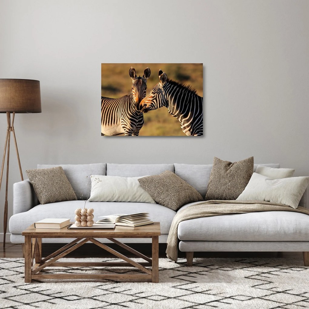 Üveg kép - Két zebra (70x50 cm)