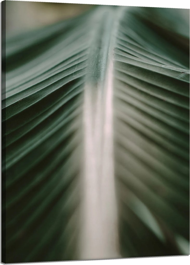 Vászonkép Természet Pálmalevél 50X70