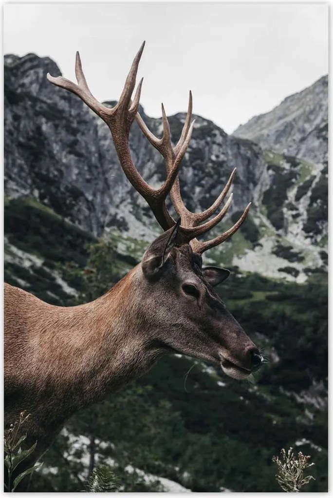 Poszterek 80x120 Szarvas felszarvazott