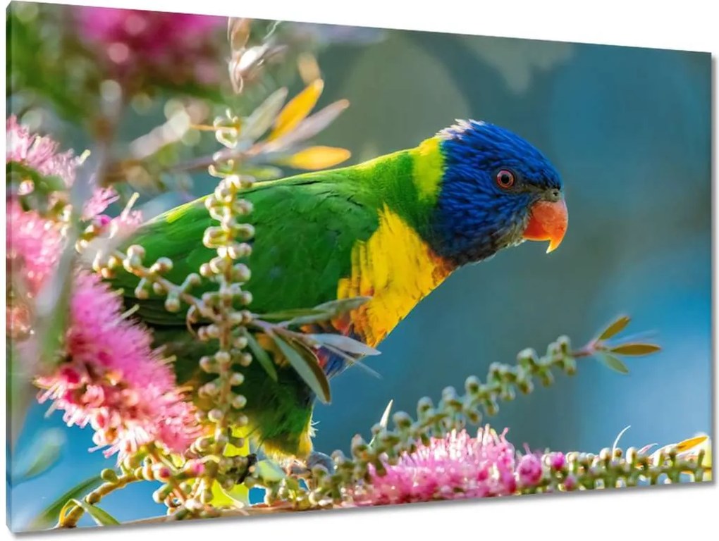 Vászonkép 120x80 Papagájok Madarak