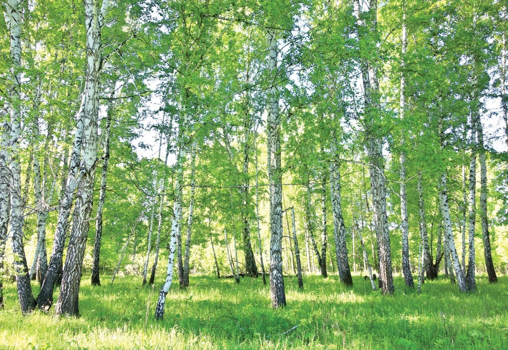 3D vinil flizelin tapéta nyírfa erdő nyírfa 370x255cm