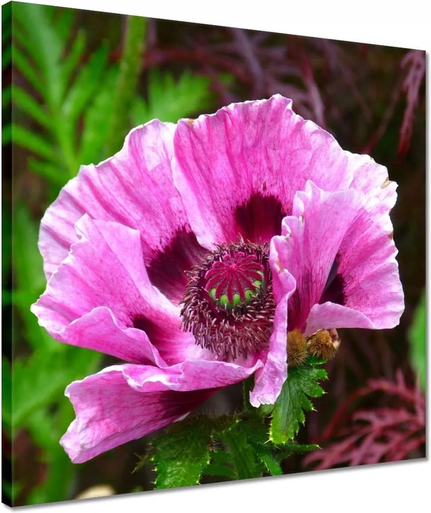 Vászonkép 40x40 Lila virág