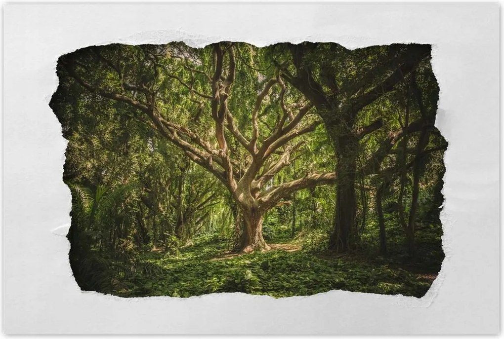 Poszterek 120x80 Fa a parkban