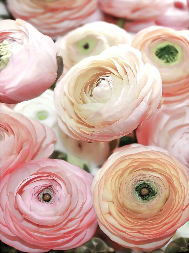 Flizelin fotótapéta Rózsaszín virágbimbók finomság 206x275 +ragasztó