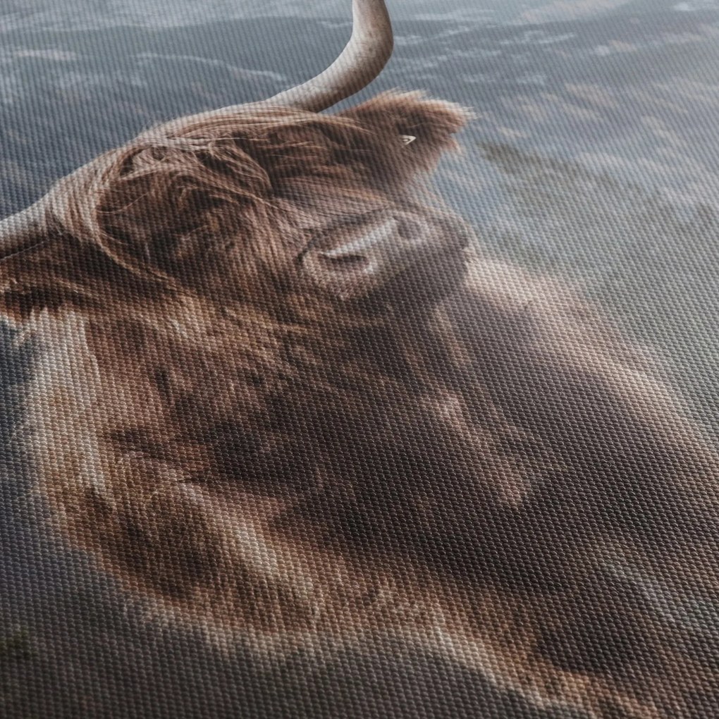 Kép - Highlander tehén (90x60 cm)