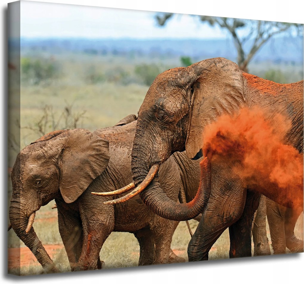 Vászonkép Elefánt pár Szavanna Afrika Természet 50x40 cm